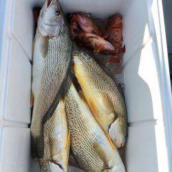 さんさん丸 釣果