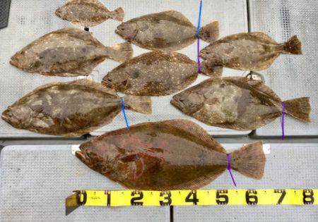 さんさん丸 釣果