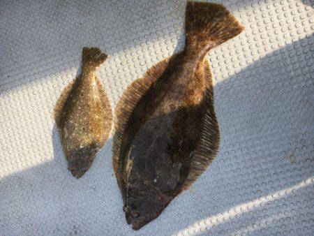 さんさん丸 釣果