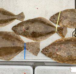 さんさん丸 釣果