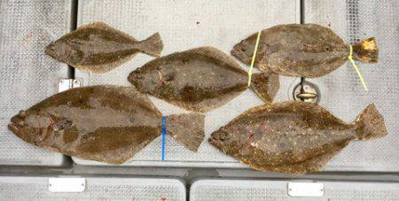 さんさん丸 釣果