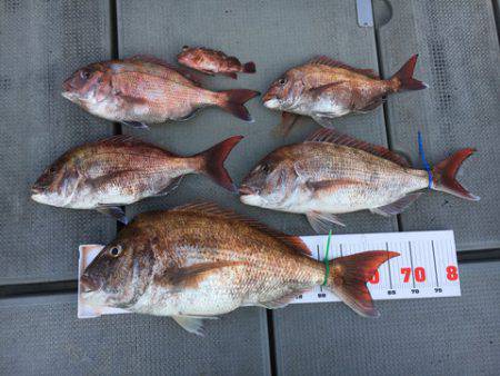 さんさん丸 釣果