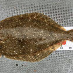 さんさん丸 釣果