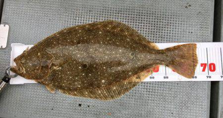 さんさん丸 釣果