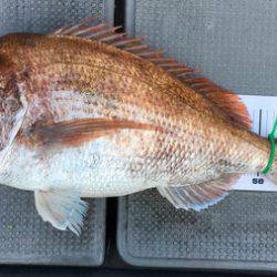 さんさん丸 釣果