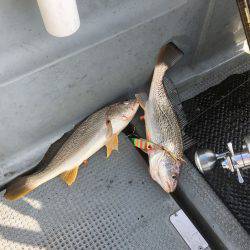 さんさん丸 釣果