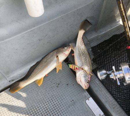 さんさん丸 釣果