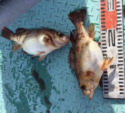 シーモンキー 釣果