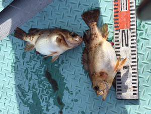 シーモンキー 釣果