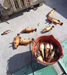 シーモンキー 釣果