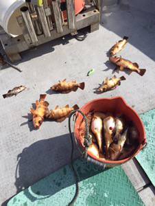 シーモンキー 釣果