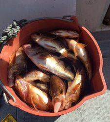 シーモンキー 釣果