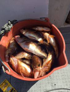 シーモンキー 釣果