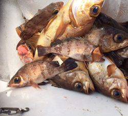 シーモンキー 釣果