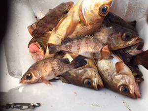 シーモンキー 釣果