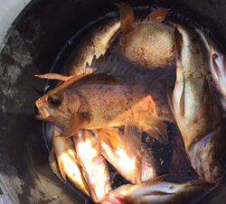 シーモンキー 釣果