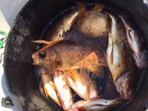 シーモンキー 釣果