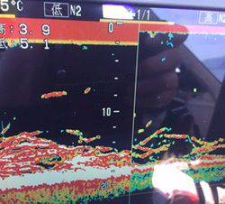 シーモンキー 釣果