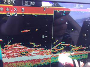 シーモンキー 釣果