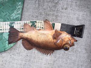 シーモンキー 釣果