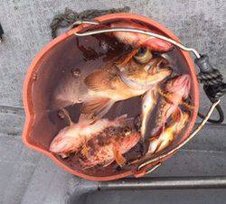 シーモンキー 釣果