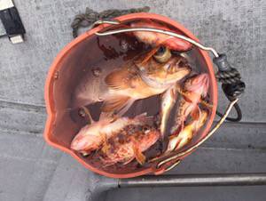 シーモンキー 釣果