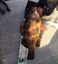 シーモンキー 釣果