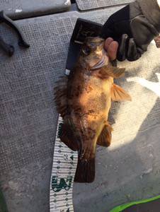 シーモンキー 釣果