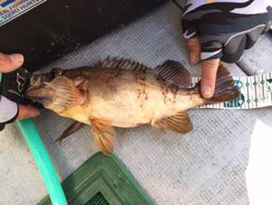 シーモンキー 釣果