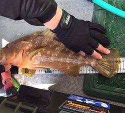 シーモンキー 釣果