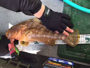 シーモンキー 釣果