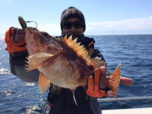 シーモンキー 釣果