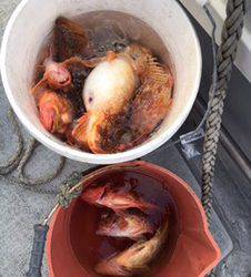 シーモンキー 釣果