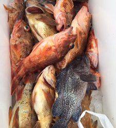 シーモンキー 釣果