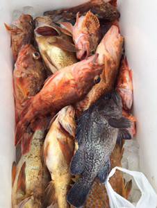 シーモンキー 釣果