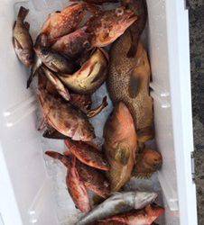 シーモンキー 釣果