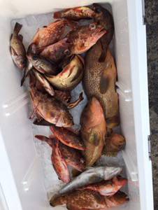 シーモンキー 釣果