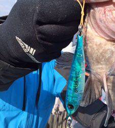 シーモンキー 釣果