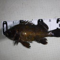 遊漁船 幸友丸 釣果