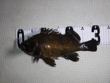 遊漁船 幸友丸 釣果