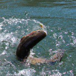 小菅トラウトガーデン 釣果