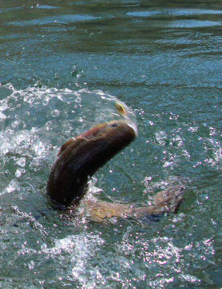 小菅トラウトガーデン 釣果