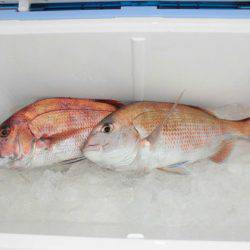 大進丸（新潟） 釣果