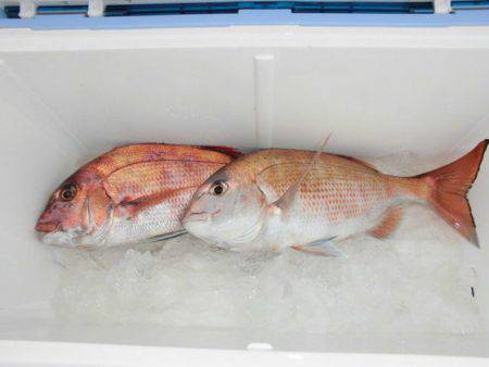 大進丸（新潟） 釣果