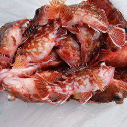 遊漁船 幸友丸 釣果