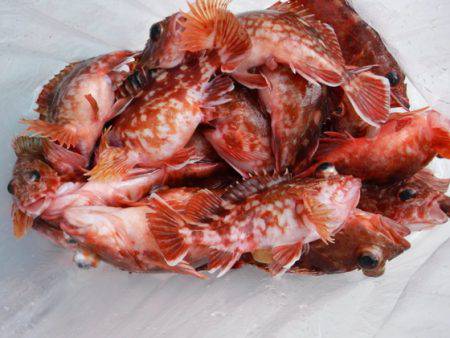 遊漁船 幸友丸 釣果