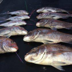 幸風（さちかぜ） 釣果