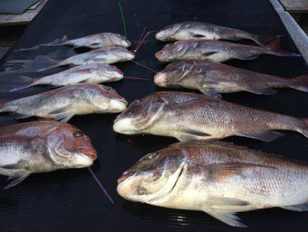 幸風（さちかぜ） 釣果