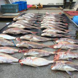 幸風（さちかぜ） 釣果