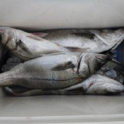 遊漁船 幸友丸 釣果